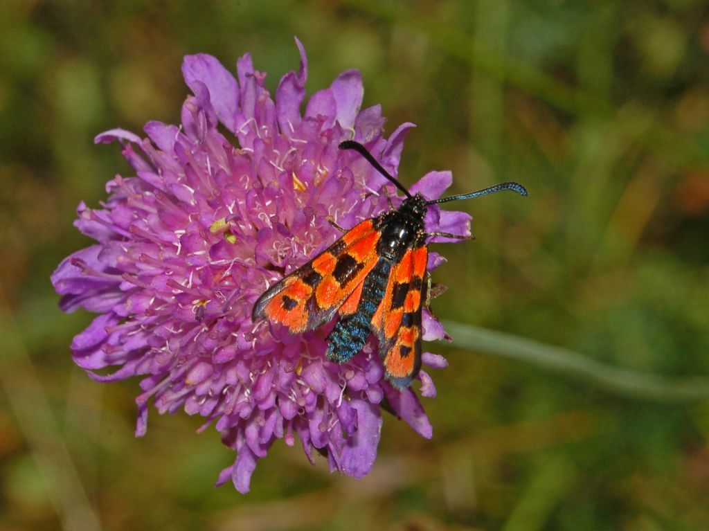 Ancora una Zigena in attesa di un nome- Zygaena  hilaris